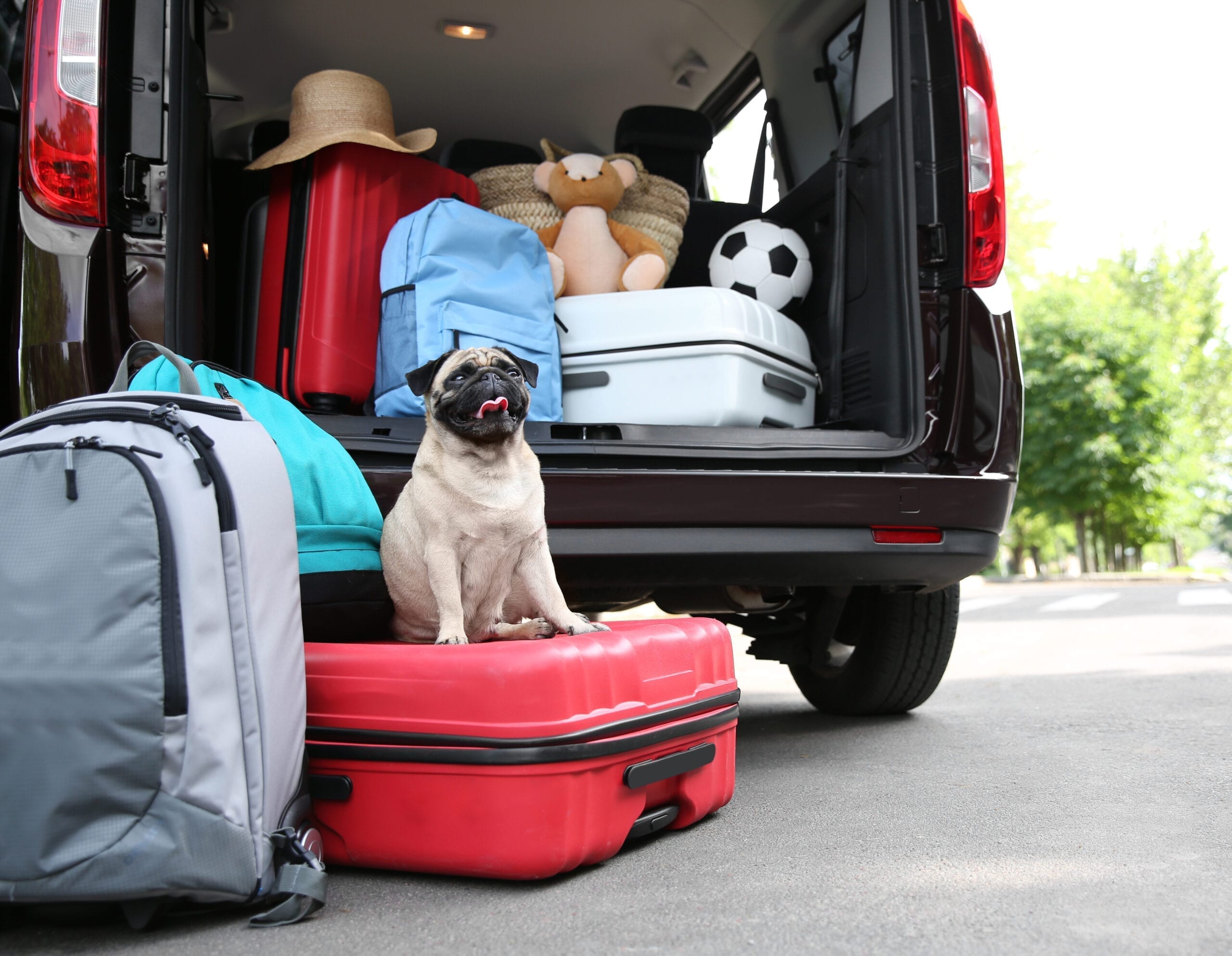 dog friendly holiday accommodation