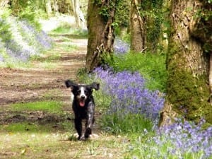 dog friendly woodland walks
