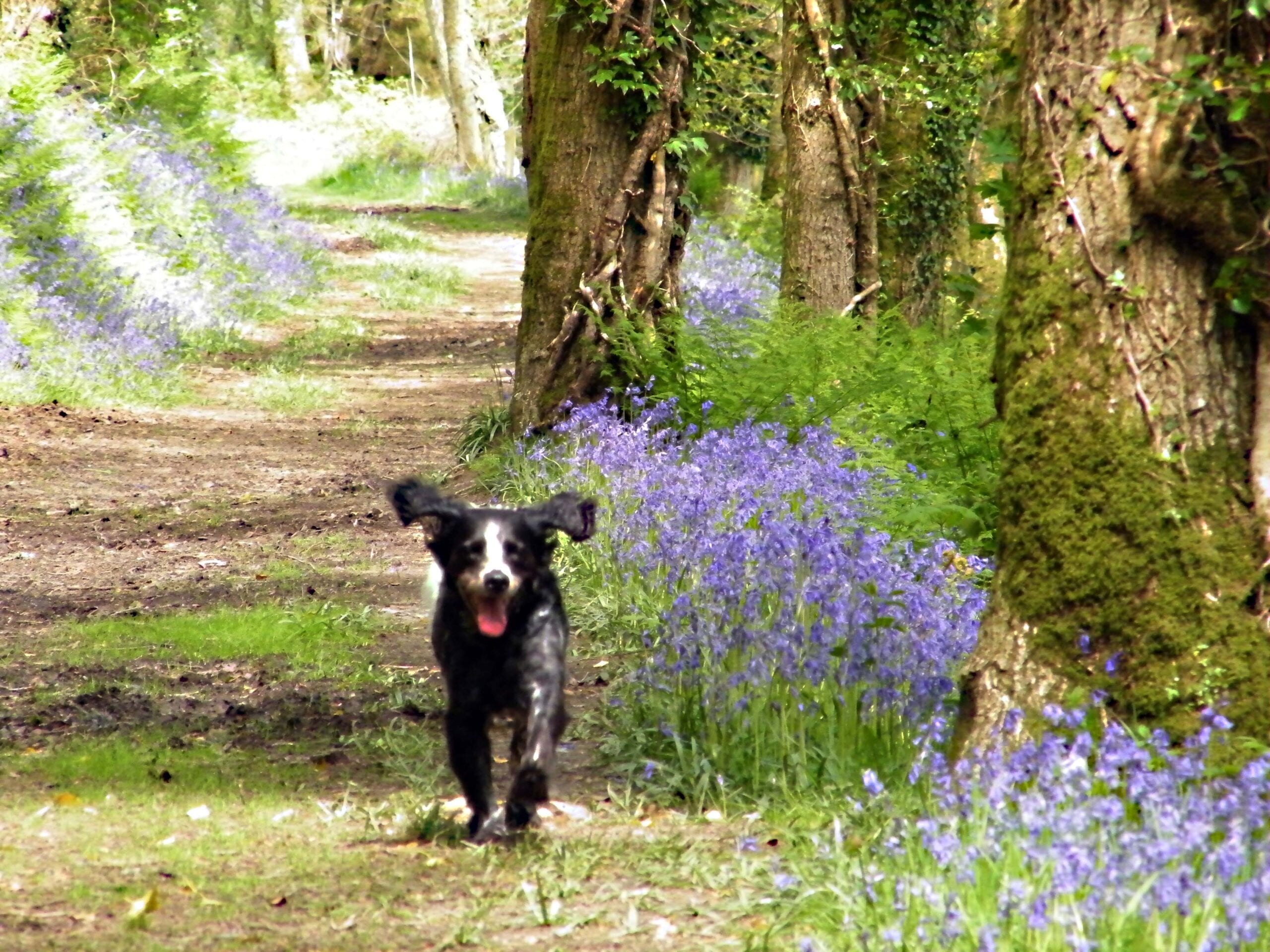 dog friendly woodland walks