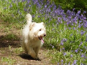 hamish blue bells
