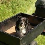 dog-friendly-devon-kes-1