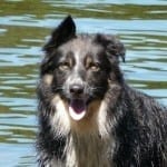 dog-friendly-devon-kes-2