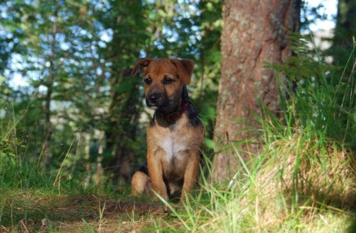 Bella - Moray Cottages resident dog