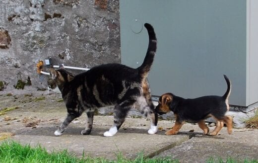 Bella, the pup, following around Porky the cat