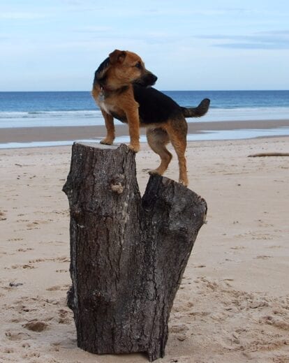 Bella enjoying Lossiemouth Beach, Scotland