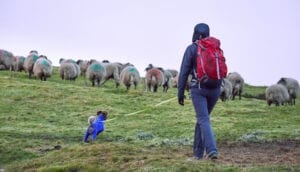 Keep your dog on a lead to help with the incidences of sheep worrying