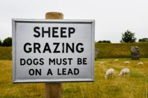 Sign warning public to keep dogs on a lead as sheep are grazing