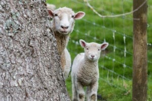 Lamb and sheep hiding behind a tree