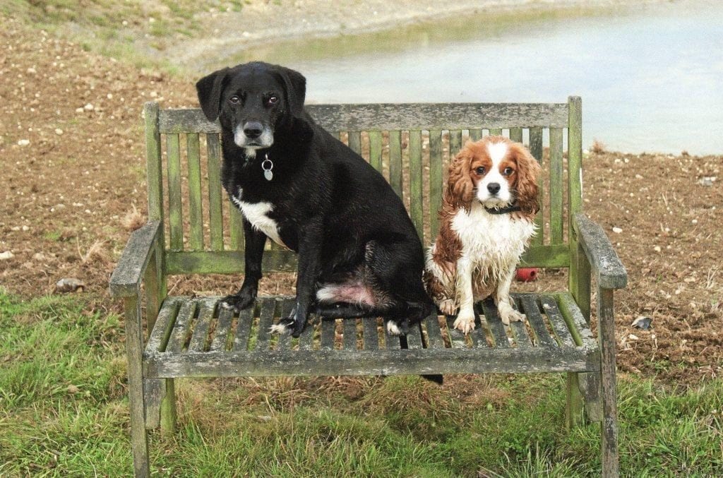 Dogs Sam & Leon sitting on a bench in Suffolk
