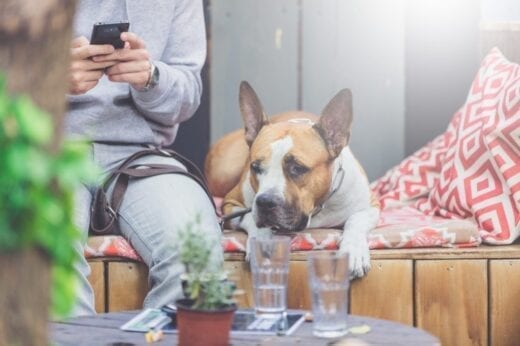 There are plenty of dog friendly cafes in the Vale of Glamorgan