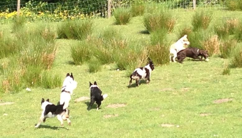 Dogs chasing their ball