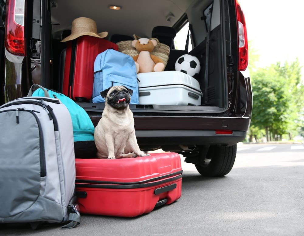 Dog waiting to go on holiday