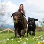 Beverley Holidays dog friendly holiday park in Devon