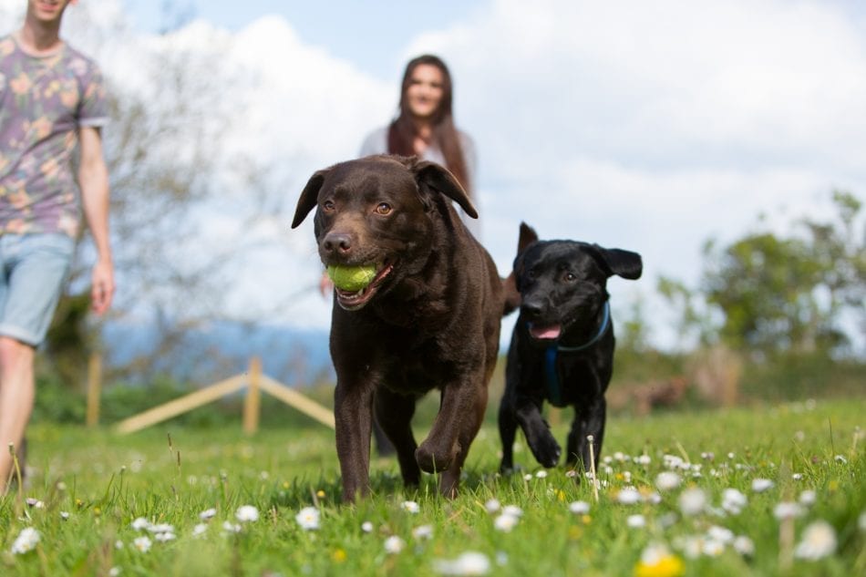 Beverley Holidays dog friendly holiday park in Devon