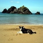 dog friendly Bolberry Farm Cottages, Salcombe, Devon