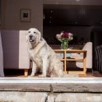 Falmouth Holiday Homes - dog friendly self catering agency in Cornwall