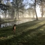 dog friendly Hall Farm Cottages in Norfolk