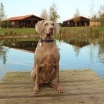 Rural Roosts - dog friendly lodges in Lincolnshire