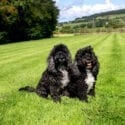 Home Farm Cottages in Somerset welcomes pets in their holiday homes
