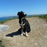 dog friendly Mineshop Holiday Cottages in Cornwall