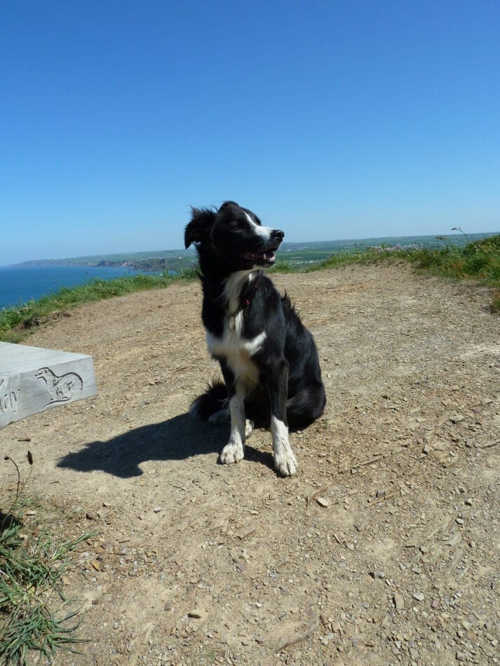 dog friendly Mineshop Holiday Cottages in Cornwall