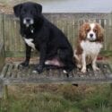 Old Rectory Cottages in Suffolk are dog friendly