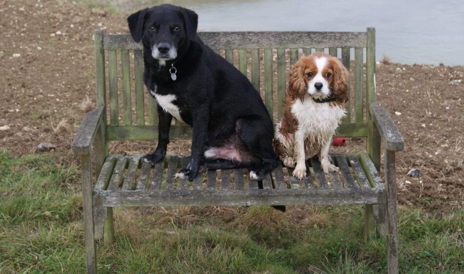 Old Rectory Cottages in Suffolk are dog friendly