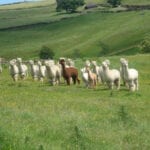 Overbrook Barn for dog friendly holidays in Derbyshire
