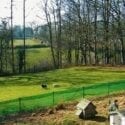 Stallion Valley Holiday Cottages in Ceredigion are dog friendly