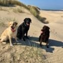 Stallion Valley Holiday Cottages in Ceredigion are dog friendly