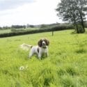 Talehay Cottages in Looe welcome dogs