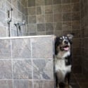 Landal Darwin Forest in Derbyshire welcomes pets