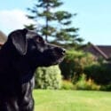 The Dinney in Shropshire has dog friendly cottages and B&B
