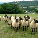The White Horse Inn, Clun, Shropshire welcomes dogs