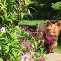 Watermouth Cove Cottages near Ilfracombe in Devon accept dogs in their cottages