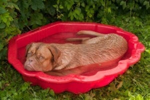 A great way for dogs to cool down in the summer heat