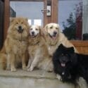 Bed and Basket in Cornwall welcomes dogs