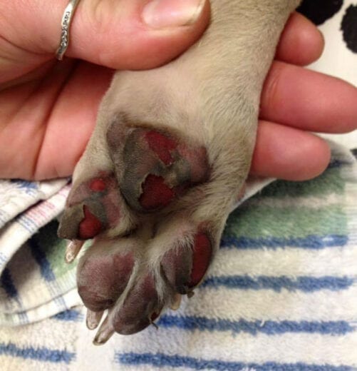 Burns on your dogs paws from hot pavements will require veterinary attention