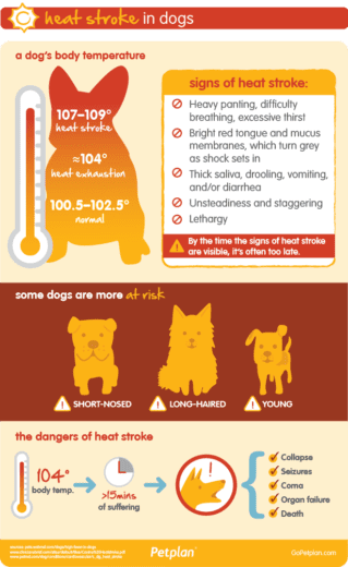 Signs of heatstroke in dogs when Looking After Your Dog in Hot Weather