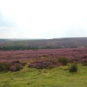 Beautiful views over the Yorkshire moors and fantastic places to walk with your dog