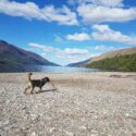 Dog friendly beach in Scotland to enjoy