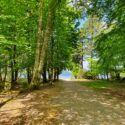 Woodland walks with your dog