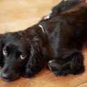 dog friendly holidays