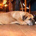 dog friendly holidays