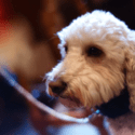dog friendly holidays