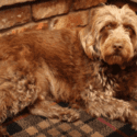 dog friendly holidays
