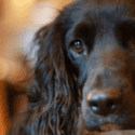 dog friendly holidays