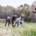 Hound and Human Holidays home page photo