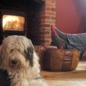 Hound and Human Holidays for dogs and their owners to enjoy