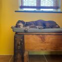 Sleeping dog on holiday